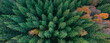 draufsicht tannenwald, baumwipfel von oben, luftaufnahme mit drohne, wald überblick, high resolution panorama, forest landscape, pine trees, fresh green 