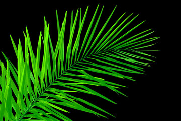 Wall Mural - Palme verte sur fond noir 