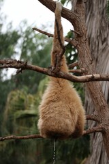 Poster - Gibbon monkey with long arms on a tree sitting and eating