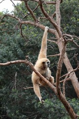 Poster - Gibbon monkey with long arms on a tree sitting and eating