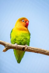 Canvas Print - Fischer's lovebird perched on a tree branch, vertical, close-up