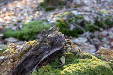 Wall Mural - moss on a tree trunk