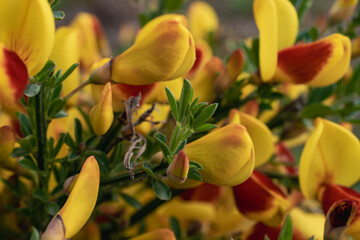 Poster - Vibrant Scotch Broom Plants in Bloom in Ushuaia, Argentina. In full bloom with rich hues of yellow and red. 