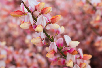 Poster - Pretty Pink Scotch Broom Plants in Bloom in Ushuaia, Argentina. In full bloom on an early spring day. 