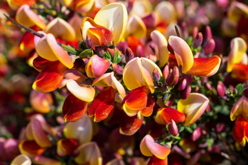 Canvas Print - Vibrant Scotch Broom Plants in Bloom in Ushuaia, Argentina. In full bloom with rich hues of yellow and red. 