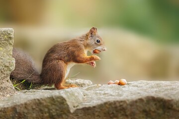 Poster - Closeup of a squirrel eating hazelnuts.