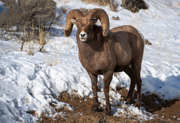 Wall Mural - Big Horn RAM