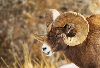 Wall Mural - Big Horn RAM