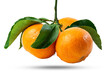 © Vung - Branch of three Tangerines or clementines with green leaf with green leaves isolated on white background.