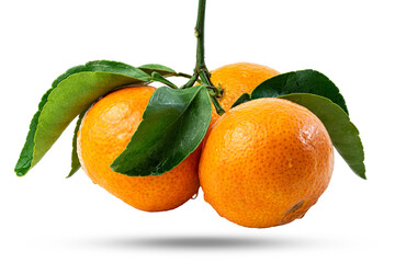 Branch of three Tangerines or clementines with green leaf with green leaves isolated on white background.