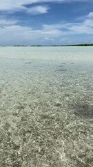 Sticker - Requins de lagon à Rangiroa en Polynésie française