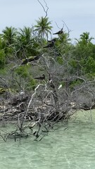 Sticker - Oiseaux sur une branche en bord de mer à Rangiroa, Polynésie française