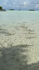 Poster - Requins pointes noires à Rangiroa en Polynésie française