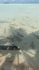 Wall Mural - Meute de requins à Rangiroa en Polynésie française