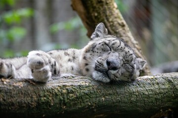 Wall Mural - Closeup of sleeping snow leopard on tree bark