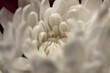Close up of a white flower