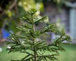 Shallow focus shot of Picea glehnii plants in the garden