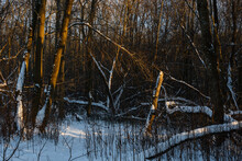 Thickets In Winter Snowy Deciduous Forest. The Light From The Low Northern Sun Gives The Trees A Characteristic Bronze-gold Hue. Northern Europe, Baltic, Estonia.
