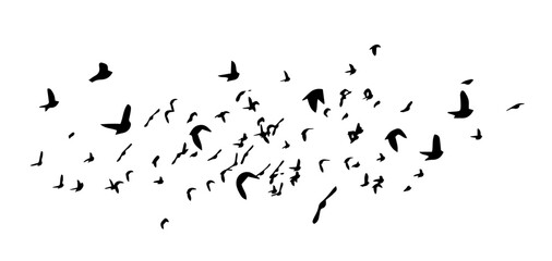 Wall Mural - A flock of flying birds. Free birds. Vector illustration