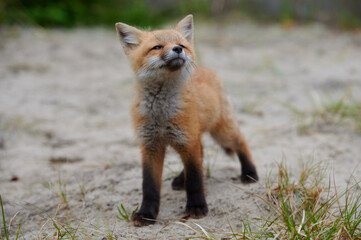 Wall Mural - wild baby red fox at the beach smelling the air, nova scotia, canada