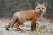 Wild baby red fox at the beach, Nova Scotia, Canada