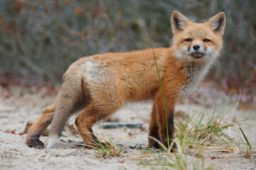 Wall Mural - wild baby red fox at the beach, nova scotia, canada
