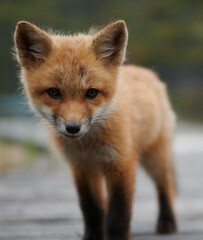 Wall Mural - adorable curious baby red fox, nova scotia, canada