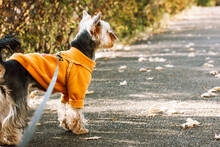 Yorkshire Terrier In Warm Yellow And Orange Coat Walking Outside On An Autumn Sunny Day. Puppy On A Leash, Little Dog On A Nature Walk. Canine Domestic Animal, Pet Is Looking Somewhere Place For Text.