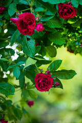 Canvas Print - nice roses in the garden