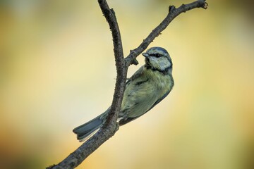 Sticker - Blue tit bird perching on a tree branch against a blurry background