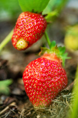 Poster - organic strawberries in the garden