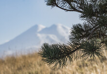 A Branch Of A Pine Tree With Needles In The Shade Against A Blurred Background Of Mount Elbrus And A Cloudless Sky, Needles On A Warm Evening In The Mountains