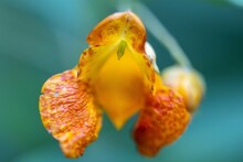 Closeup Of A Tiny Yellow And Orange Wildflower In The Woods