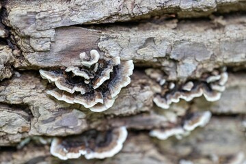 Sticker - Closeup of a Fungus growing on a fallen tree trunk