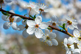 Fototapeta Pomosty - Plum blossom branch