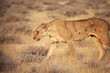 A lioness walks in the Etosha National Park. Namibia