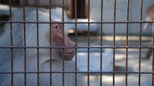 The Face Of A Hamadryas Baboon Looking Around In Tobe Zoo Cage At Daytime