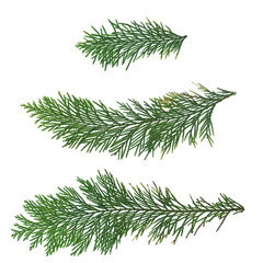 Transparent pine tree leaf, isolated green leaves