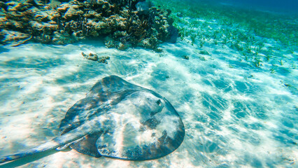 Wall Mural - Beautiful stingray swimming 