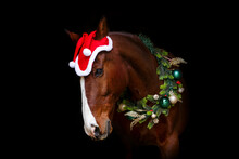 Head Portrait Of A Bay Brown Andalusian X Arab Crossbreed Horse Wearing A Red Santa Head And A Festive Christmas Wreath In Front Of A Black Background