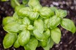 Closeup shot of an organic basil herb growing in the garden with blur background