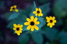 Selective Focus Shot Of Black-eyed Susan Flowers In The Garden With Blur Background