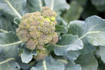 Sticker - Closeup shot of a broccoli plant growing in the field with blur background