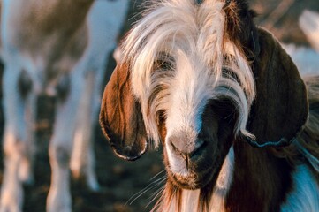 Poster - Closeup portrait of a domestic long-haired farm goat with blur background