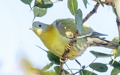 Wall Mural - Beautiful shot of yellow-footed green pigeon perching on a tree branch with blur background