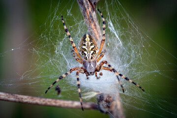 Wall Mural - macro photo of a scary looking european garden spider waiting to feed. great close up shot of a spid