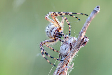 Wall Mural - macro photo of a scary looking european garden spider waiting to feed. great close up shot of a spid