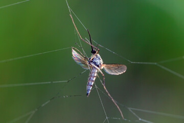Wall Mural - a mosquito caught in a dew covered web