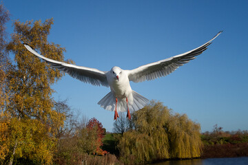 Poster - A seagull caught in flight flying towards the camera Its wings are spread out and it is looking slightly down