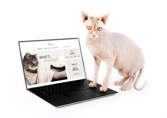 Sphynx cat with fashion website on laptop computer while looking at camera. Hairless cat browsing a fake web shop for pet fashion or warm cloths. Pets using technology, or animals imitating humans.